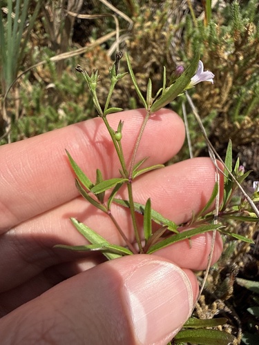 Houstonia longifolia, photograph 2