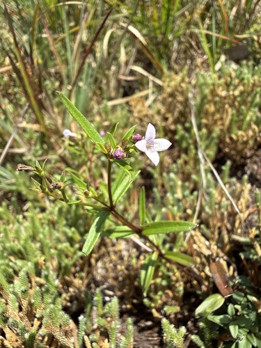 Houstonia longifolia