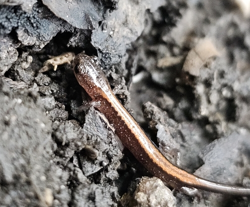 Eastern Red-backed Salamander