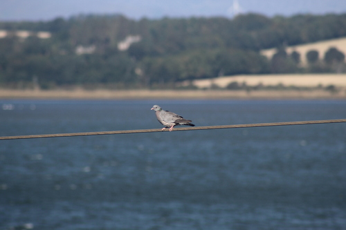 Stock Dove
