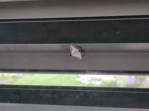 Box Tree Moth