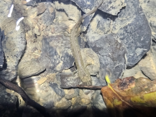Northern Two-lined Salamander