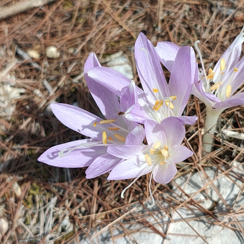 Colchicum haynaldii