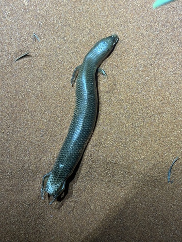 Spinifex Slender Bluetongue