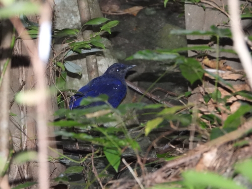 Blue Whistling-Thrush
