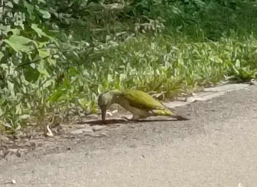 Eurasian Green Woodpecker
