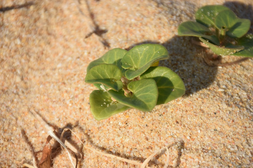Sea Bindweed