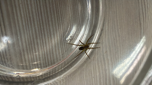 Six-spotted Fishing Spider