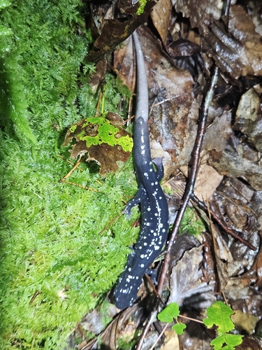 Northern Slimy Salamander