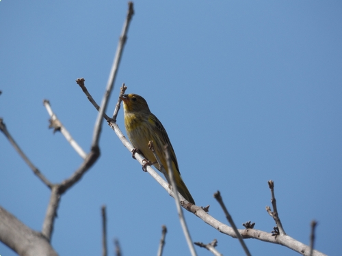Saffron Finch
