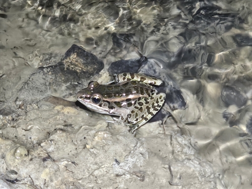Pickerel Frog