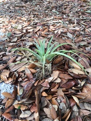 Tillandsia utriculata
