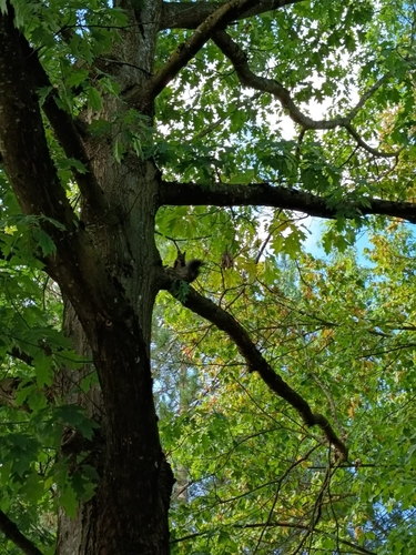 Eurasian Red Squirrel