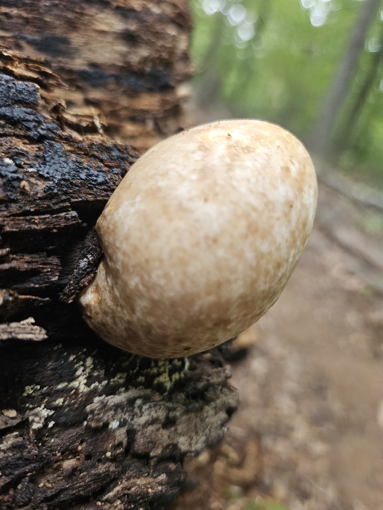 Silky Rosegill · September 2026 · photo: Photo: (c) lisebsb, some rights reserved (CC BY) · iNaturalist