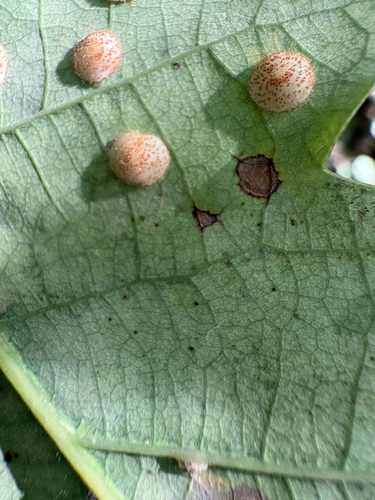 Common Spangle Gall Wasp