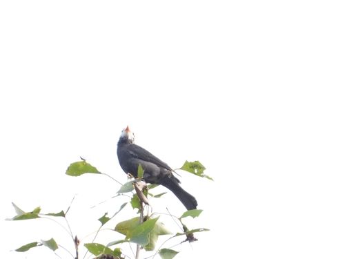 Black Bulbul