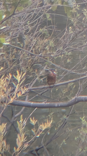 Common Kingfisher