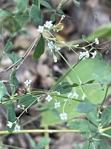 Wood Bedstraw