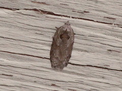 Acleris maculidorsana