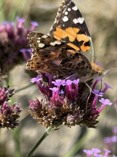 Painted Lady