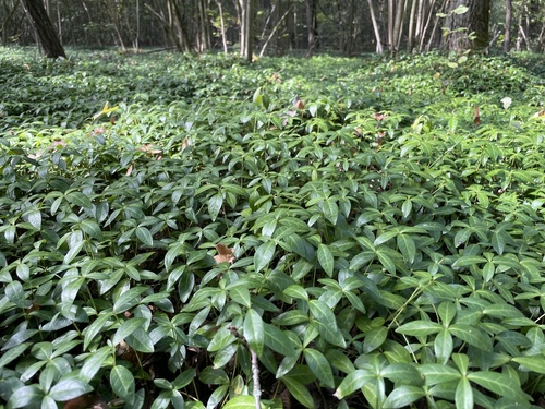 lesser periwinkle