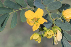 Senna gaudichaudii