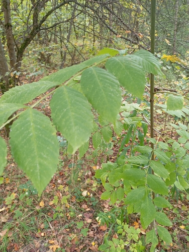 European ash