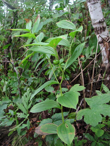 Disporum viridescens, 2026-08-18