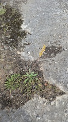 Solidago nemoralis, photograph (c) treelogical, some rights reserved (CC BY)