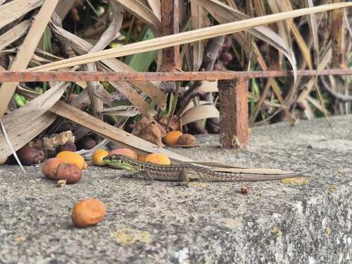 Italian Wall Lizard