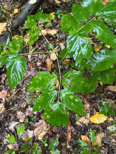 box elder