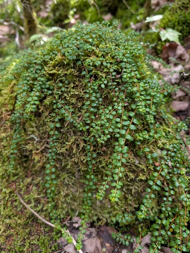 Gaultheria hispidula, photograph 6