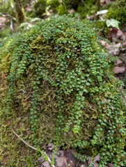 Gaultheria hispidula, photograph author not stated, no rights reserved