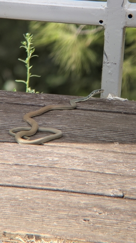 Dahl's Whip Snake