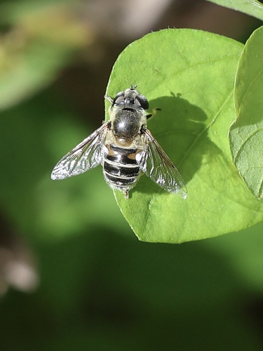 Yellow-shouldered Drone Fly
