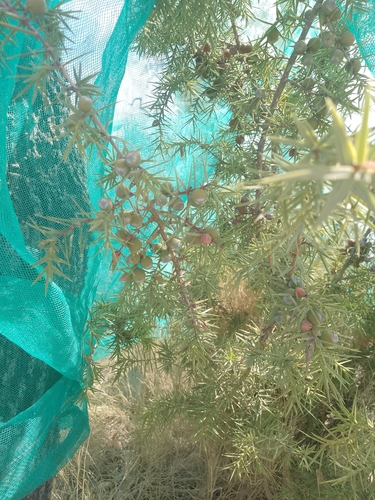 western prickly juniper
