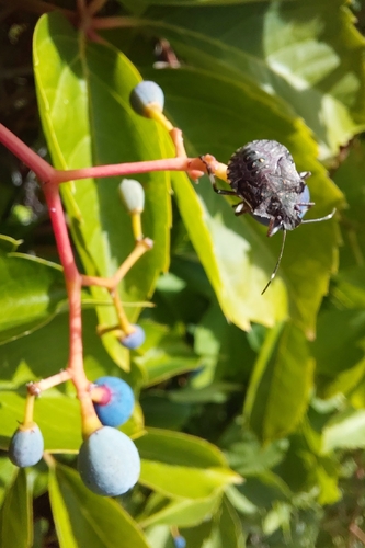 Brown Marmorated Stink Bug