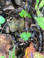 Hepatica americana