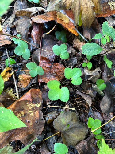 Hepatica americana, photograph 2