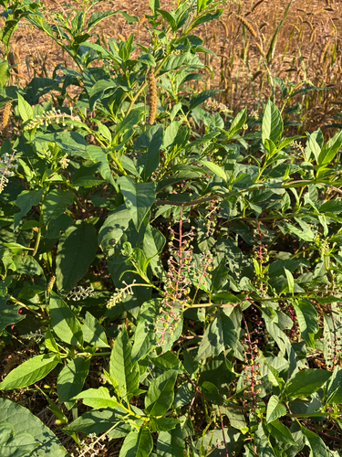 American pokeweed
