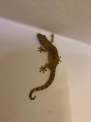 Lepidodactylus lugubris