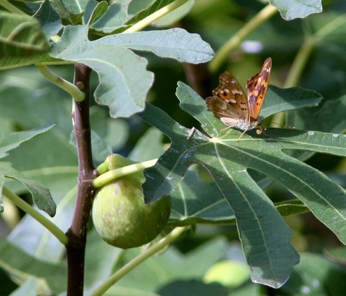 Apatura ilia clytie