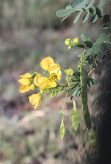 Senna gaudichaudii