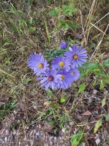smooth blue aster