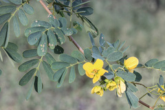Senna gaudichaudii