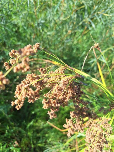 Scirpus cyperinus, photograph 5