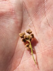 Scirpus cyperinus, photograph (c) deefinder200, some rights reserved (CC BY)