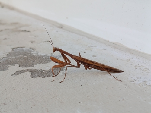 European Mantis