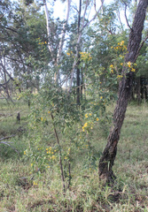 Senna gaudichaudii