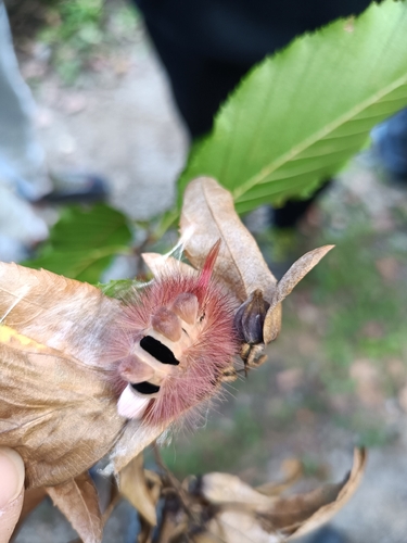 Pale Tussock Moth